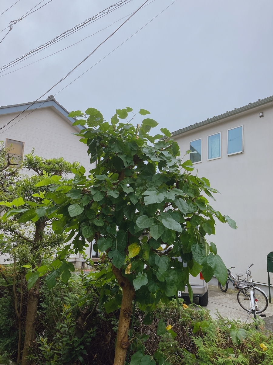 f:id:lemon99:20210925084014j:plain