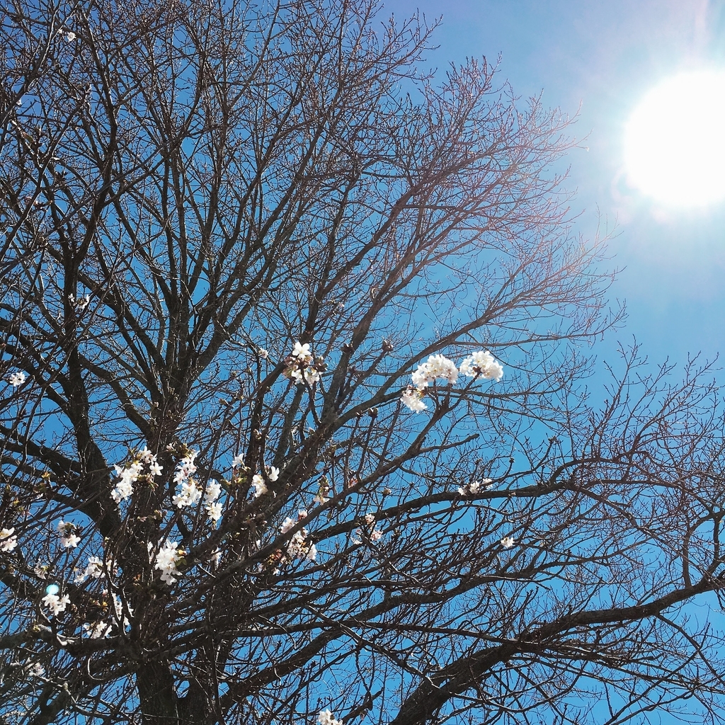f:id:lemon_migraine:20181208130359j:plain f:id:lemon_migraine:20181208130359j:plain