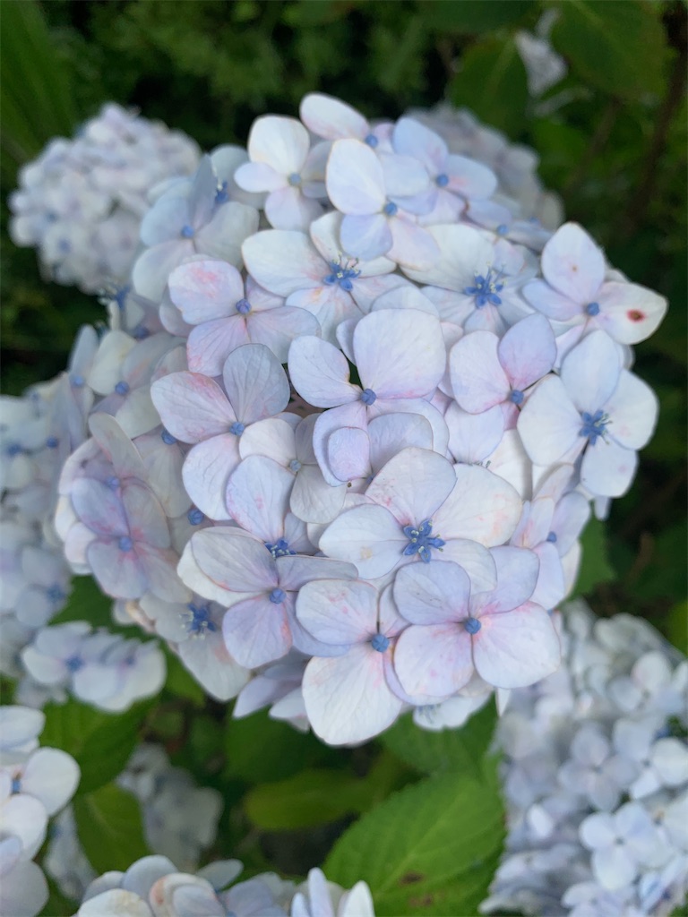 f:id:lemouton:20200711230339j:image