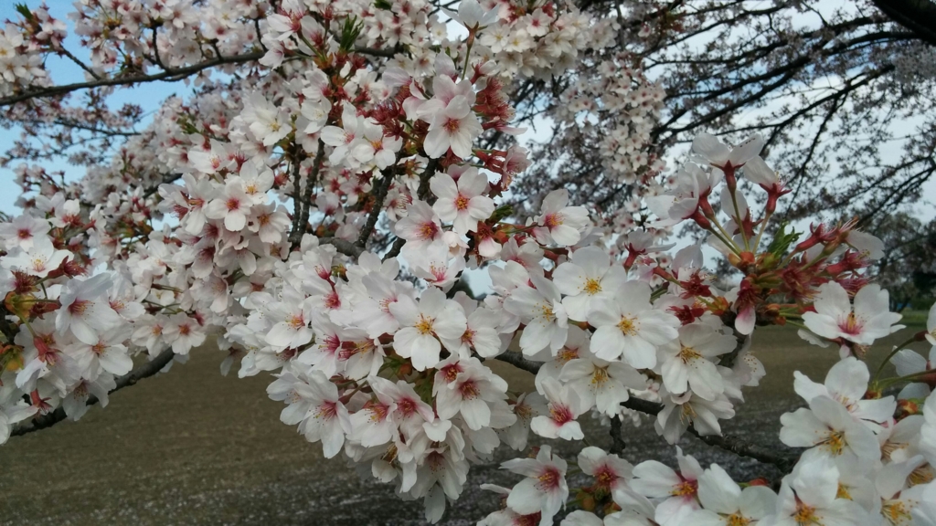 f:id:leo-roy:20160411153023j:plain