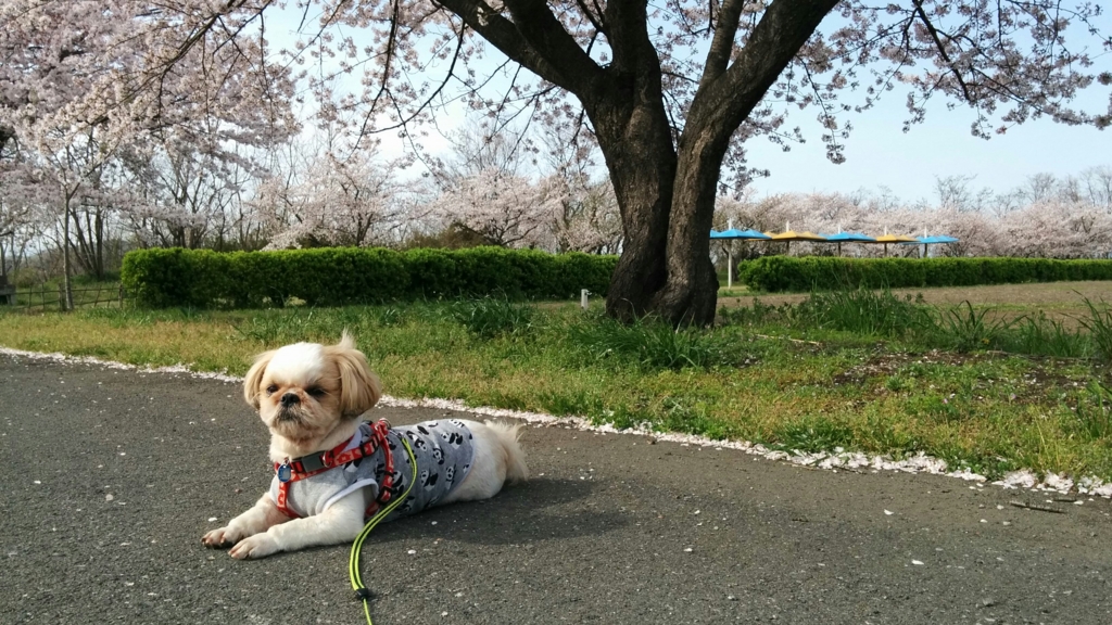 f:id:leo-roy:20160411153109j:plain