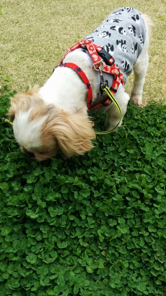 f:id:leo-roy:20160417123805j:plain