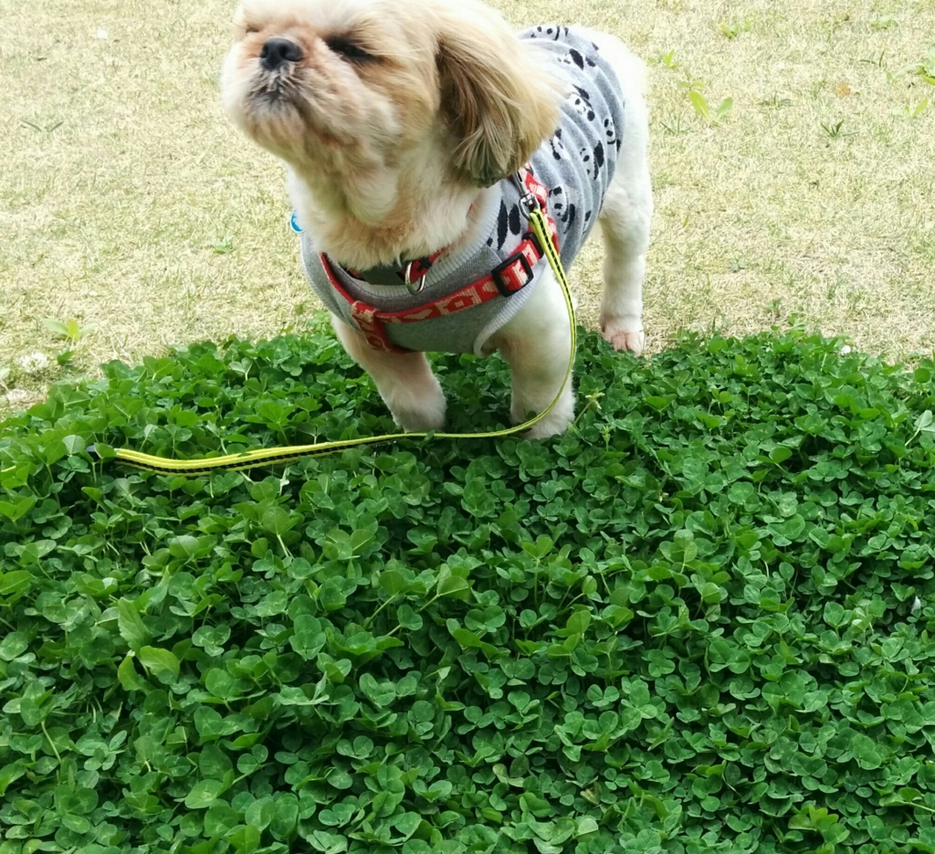 f:id:leo-roy:20160417124215j:plain