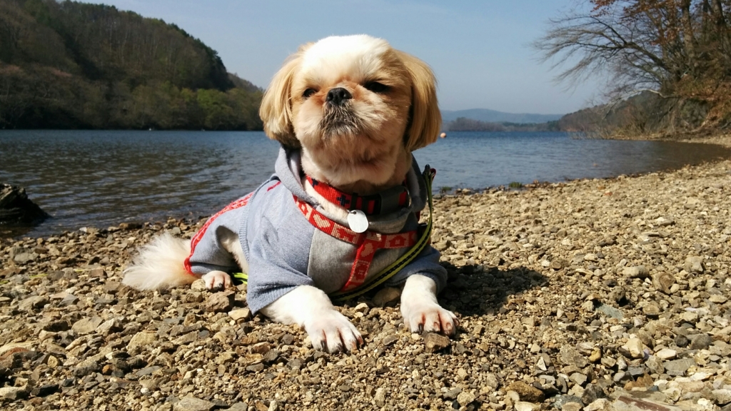 f:id:leo-roy:20160505235636j:plain