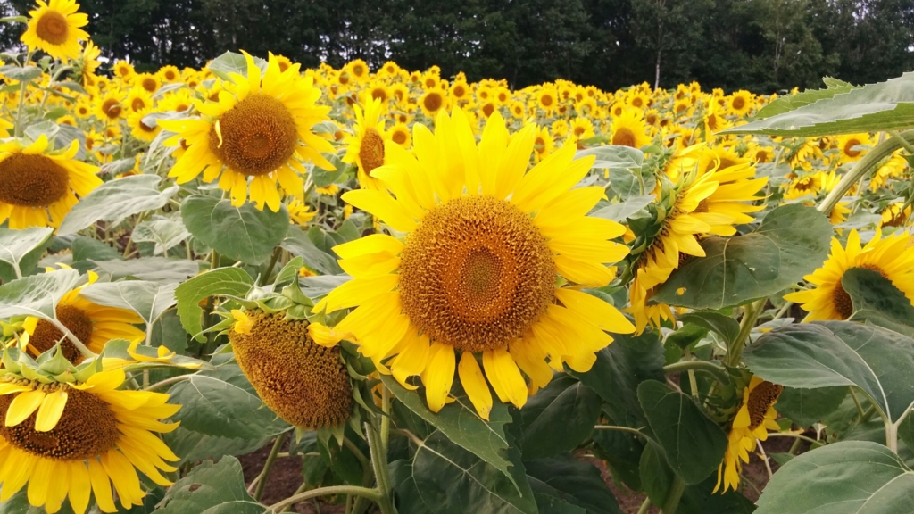 f:id:leo-roy:20160925021020j:plain