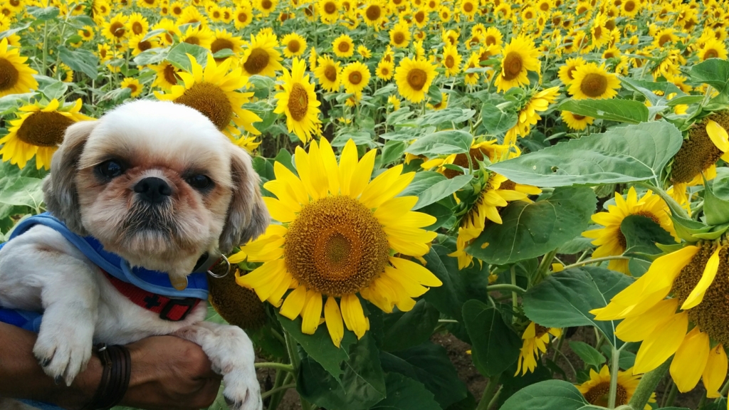 f:id:leo-roy:20160925021212j:plain