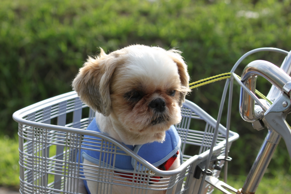 f:id:leo-roy:20160925024524j:plain