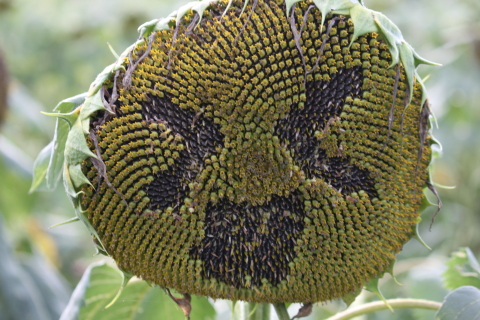 f:id:leo-roy:20160925024537j:plain