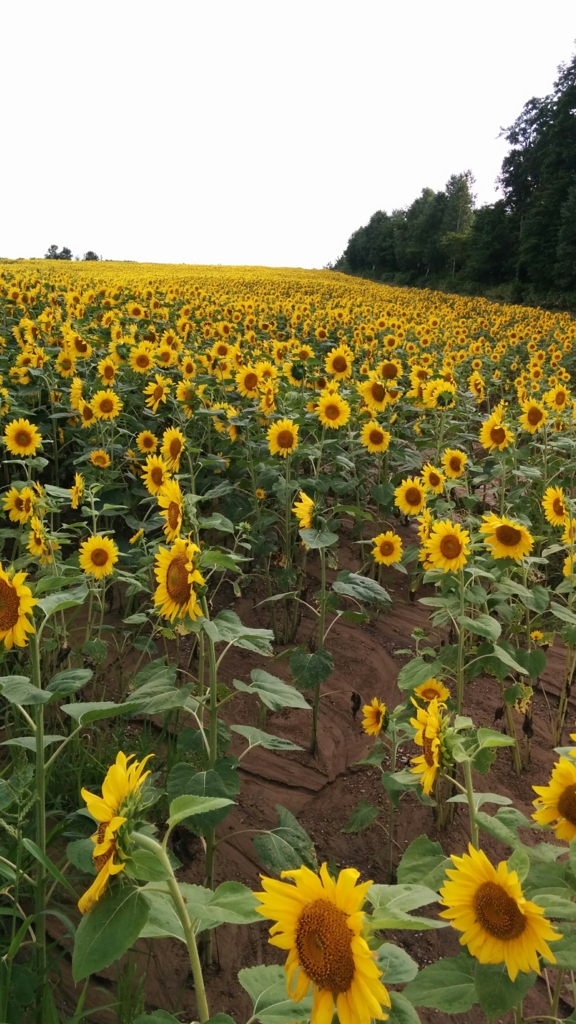 f:id:leo-roy:20160925132900j:plain