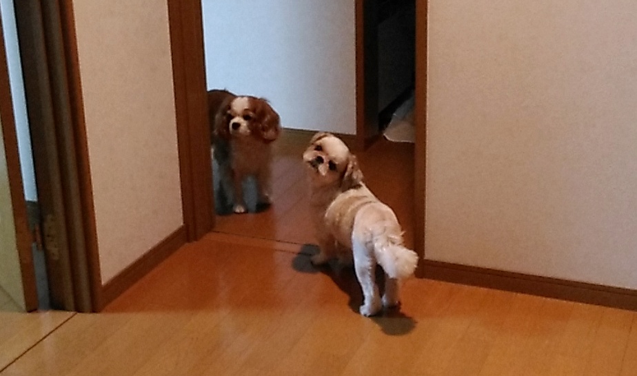 f:id:leo-roy:20170730224216j:plain
