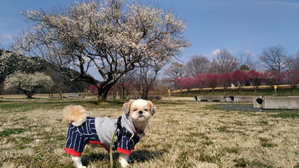 f:id:leo-roy:20180320011636j:plain