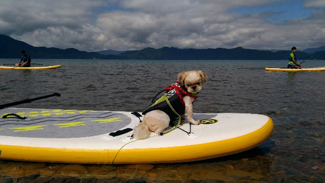 田沢湖でSUPする犬