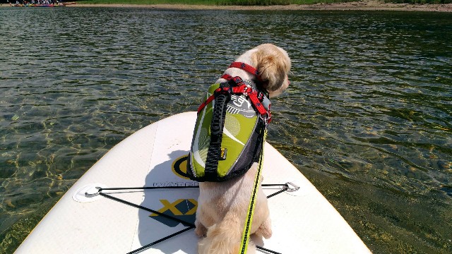 田沢湖でSUPする犬