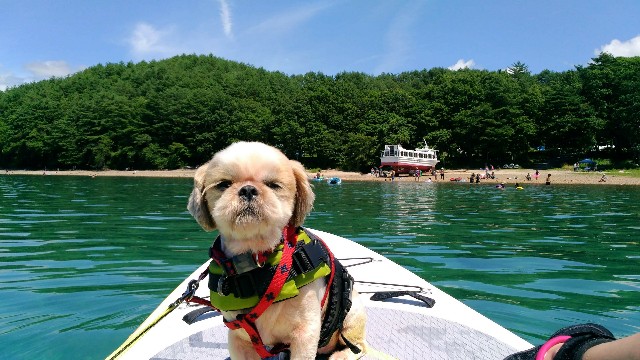 田沢湖でSUPする犬