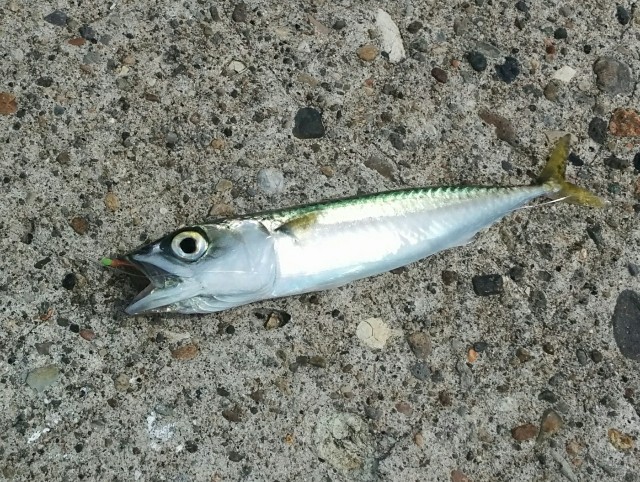 日本海で釣り