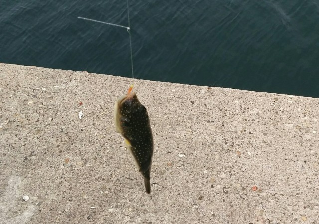 日本海で釣り