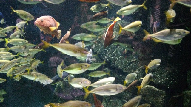 f:id:leo-roy:20180924203136j:plain 加茂水族館
