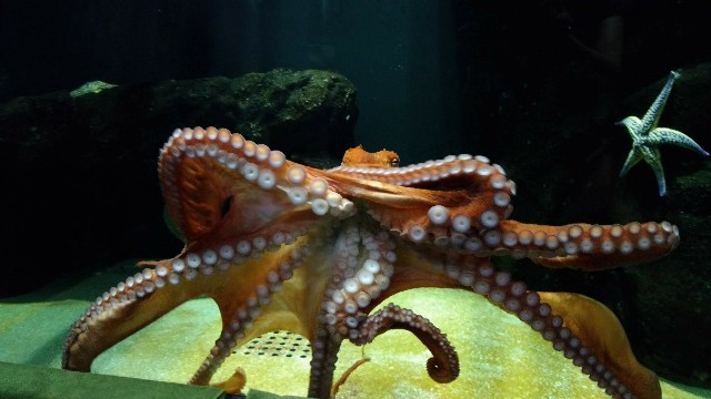 加茂水族館にいるタコ