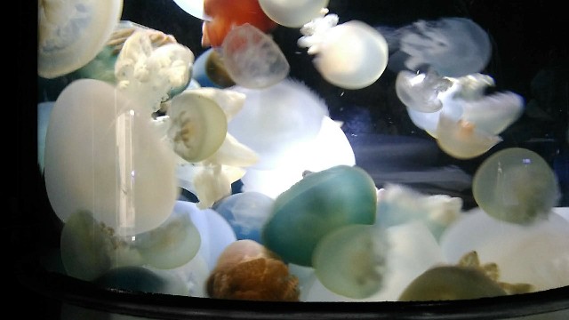 f:id:leo-roy:20180924203851j:plain 加茂水族館のクラゲ