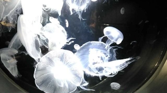 f:id:leo-roy:20180924204543j:plain 加茂水族館のクラゲ