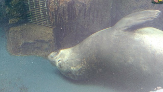 加茂水族館でお昼寝中のアザラシ