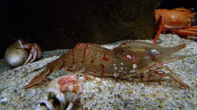 f:id:leo-roy:20180928034528j:plain 加茂水族館にいるエビ