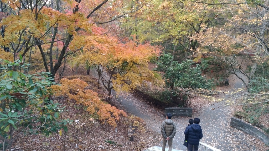 秩父ミューズパークの紅葉と雲海