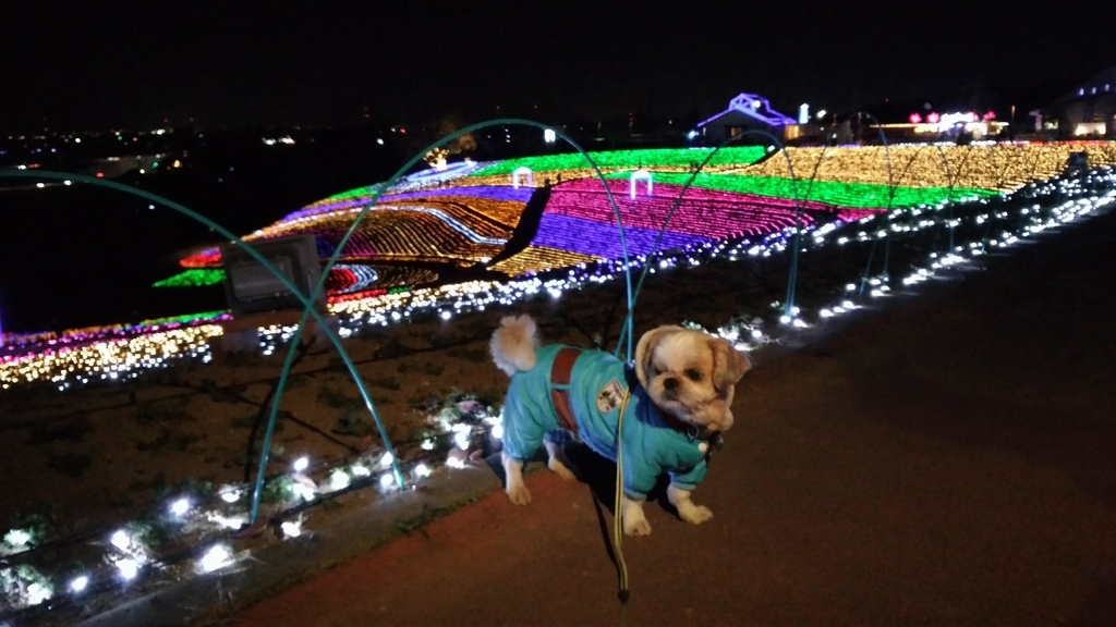 おおたイルミネーション・八王子山公園（太田市北部運動公園）はペット同伴可能