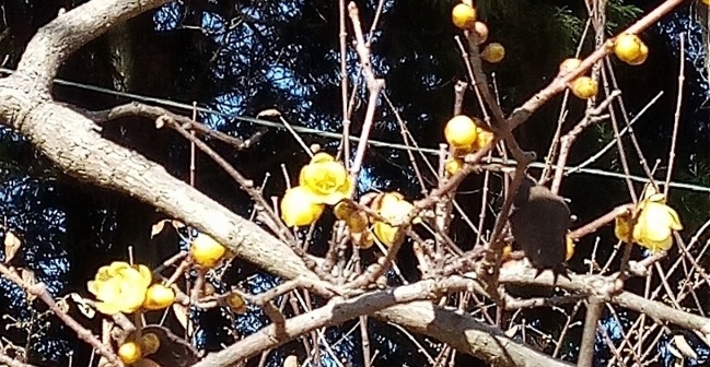 f:id:leo-roy:20190102014203j:plain 羽黒山神社の蝋梅