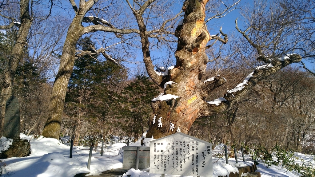 那須温泉神社の御神木『生きる』