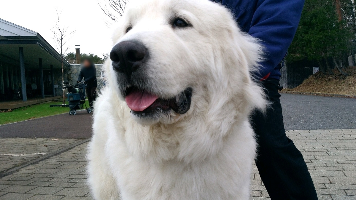 f:id:leo-roy:20190413225235j:plain 看板犬ジーナちゃん