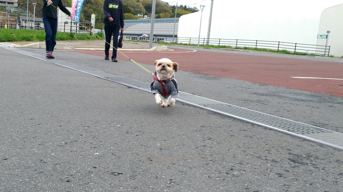走る犬