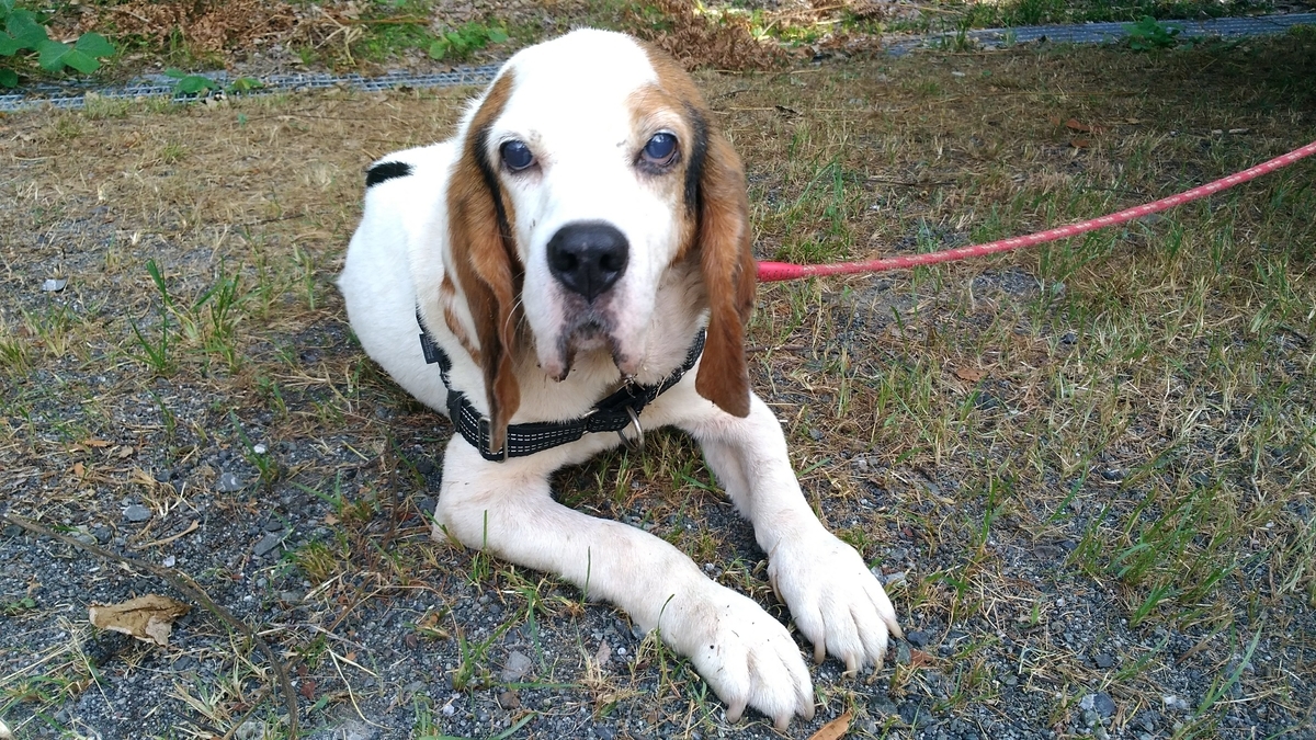 f:id:leo-roy:20190820125029j:plain 保護犬 ドット 生き物係の飼育日誌 アメーバ