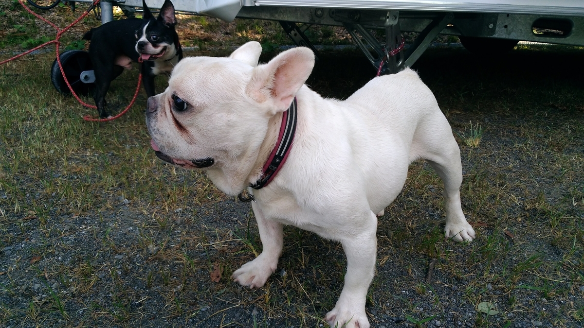f:id:leo-roy:20190820125038j:plain 保護犬 ブーちゃん 生き物係の飼育日誌 アメーバ