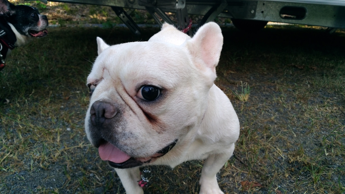 f:id:leo-roy:20190820125046j:plain 保護犬 ブーちゃん 生き物係の飼育日誌 アメーバ