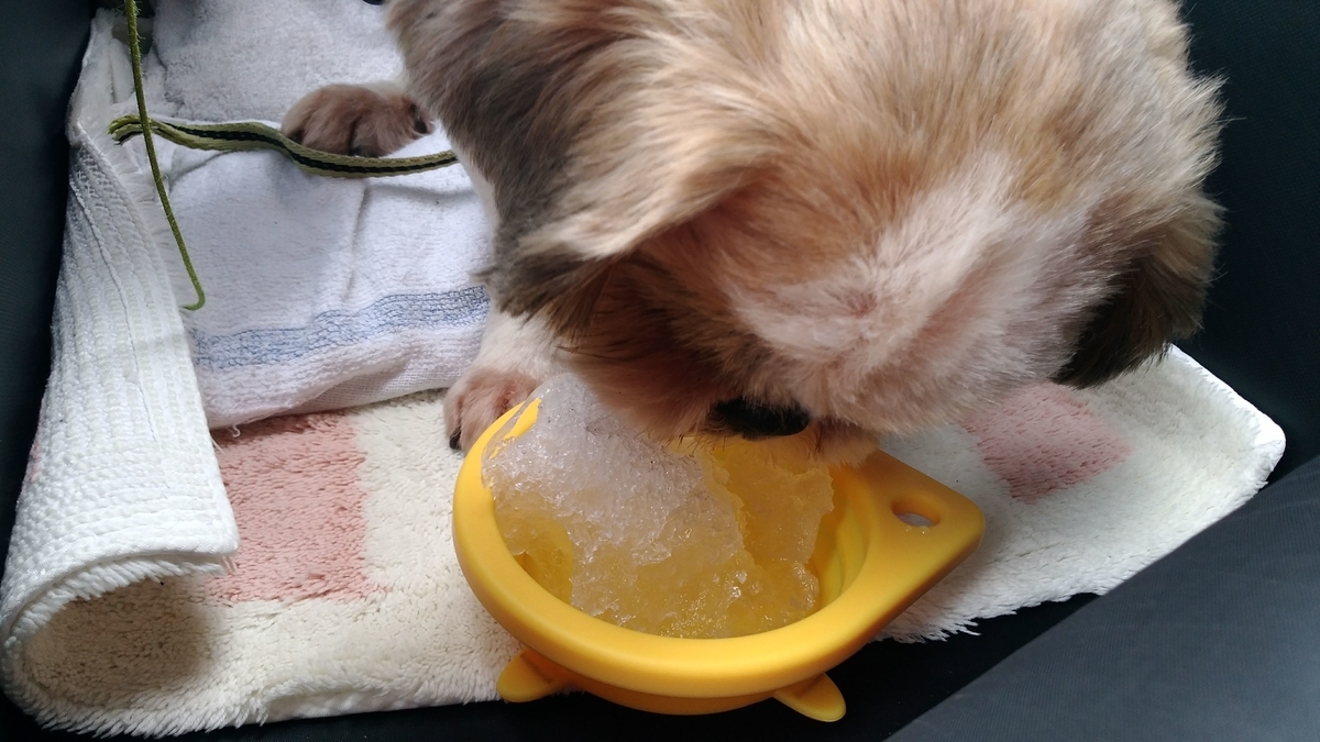 長瀞　犬にかき氷