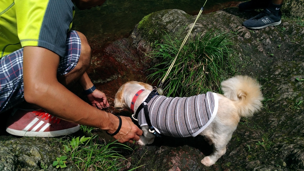 f:id:leo-roy:20190820125855j:plain 秩父華厳の滝 犬