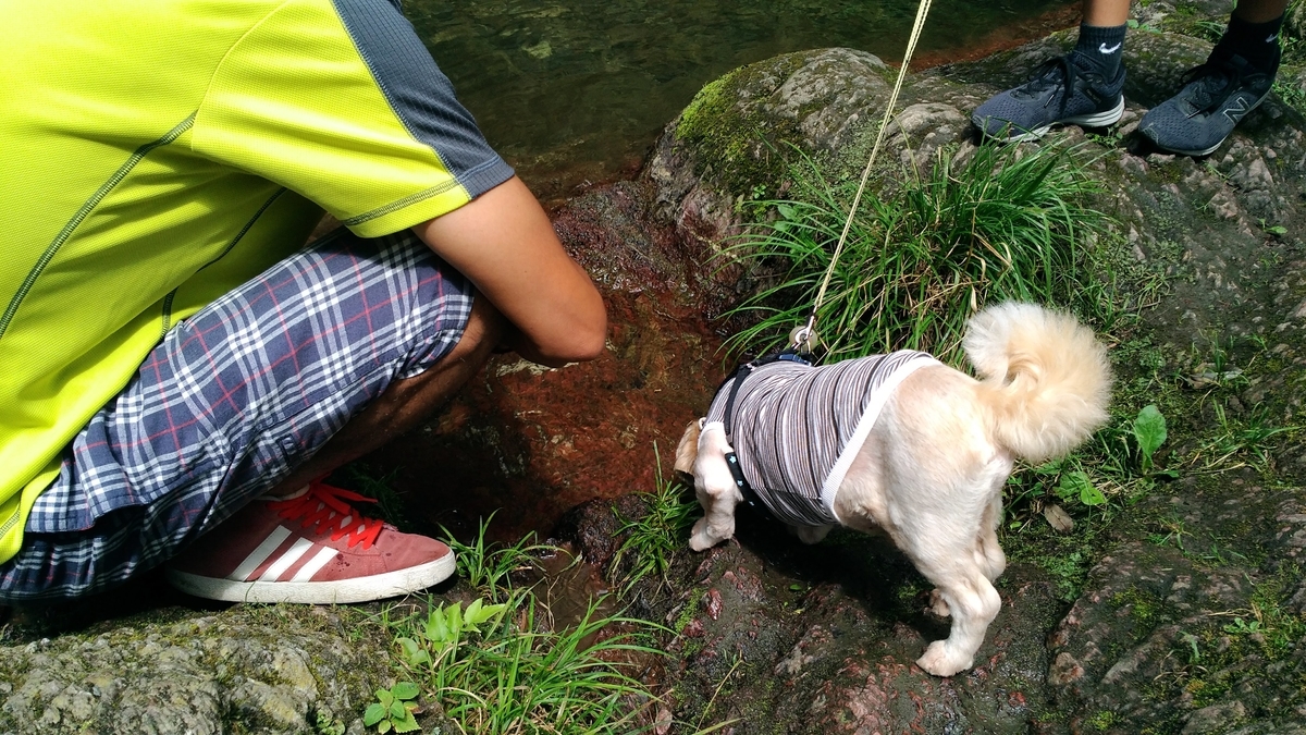 f:id:leo-roy:20190820125914j:plain 秩父華厳の滝 犬