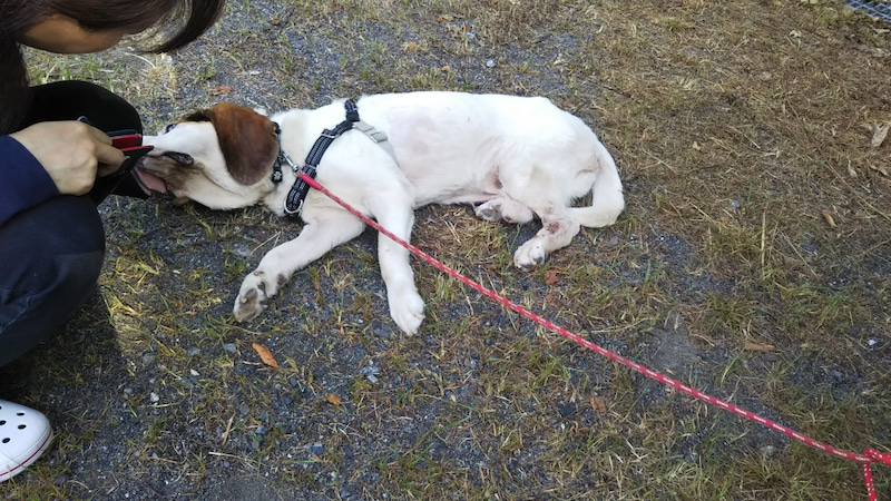 f:id:leo-roy:20190820134158j:plain 保護犬 ドット 生き物係の飼育日誌 アメーバ