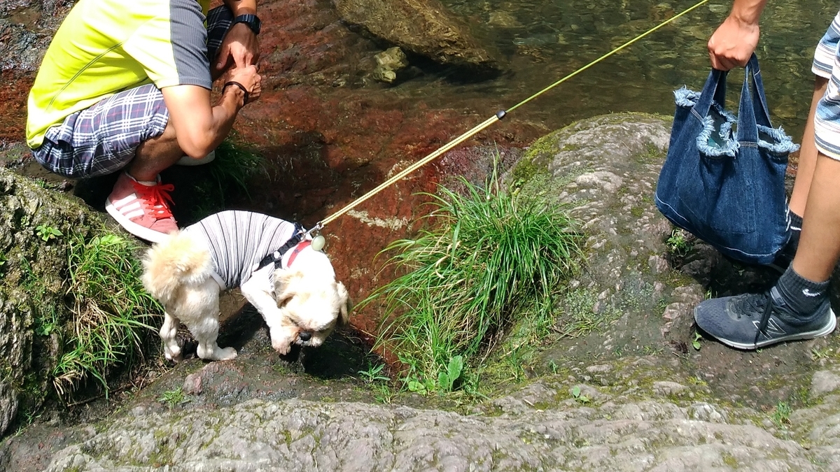 f:id:leo-roy:20190826041806j:plain 秩父華厳の滝 犬 ペット