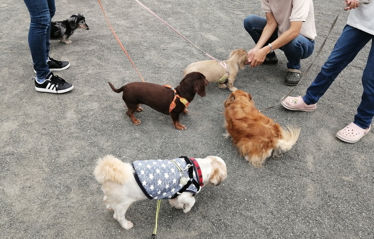 犬の集まり