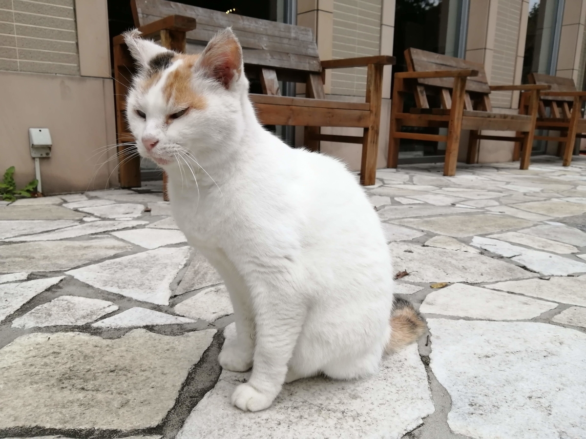 ホテル　フロラシオン那須　猫