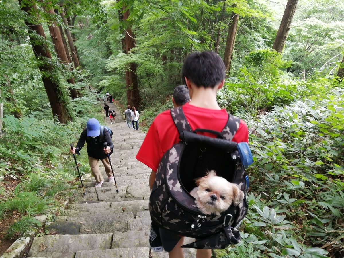 山形県鶴岡市 出羽三山神社 石段