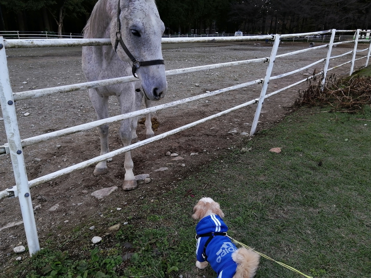 千本松牧場　犬連れ　ペット