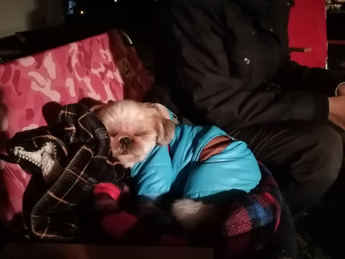 ふもとっぱら キャンプ キャンピングトレーラー ペット シーズー キャンプ犬