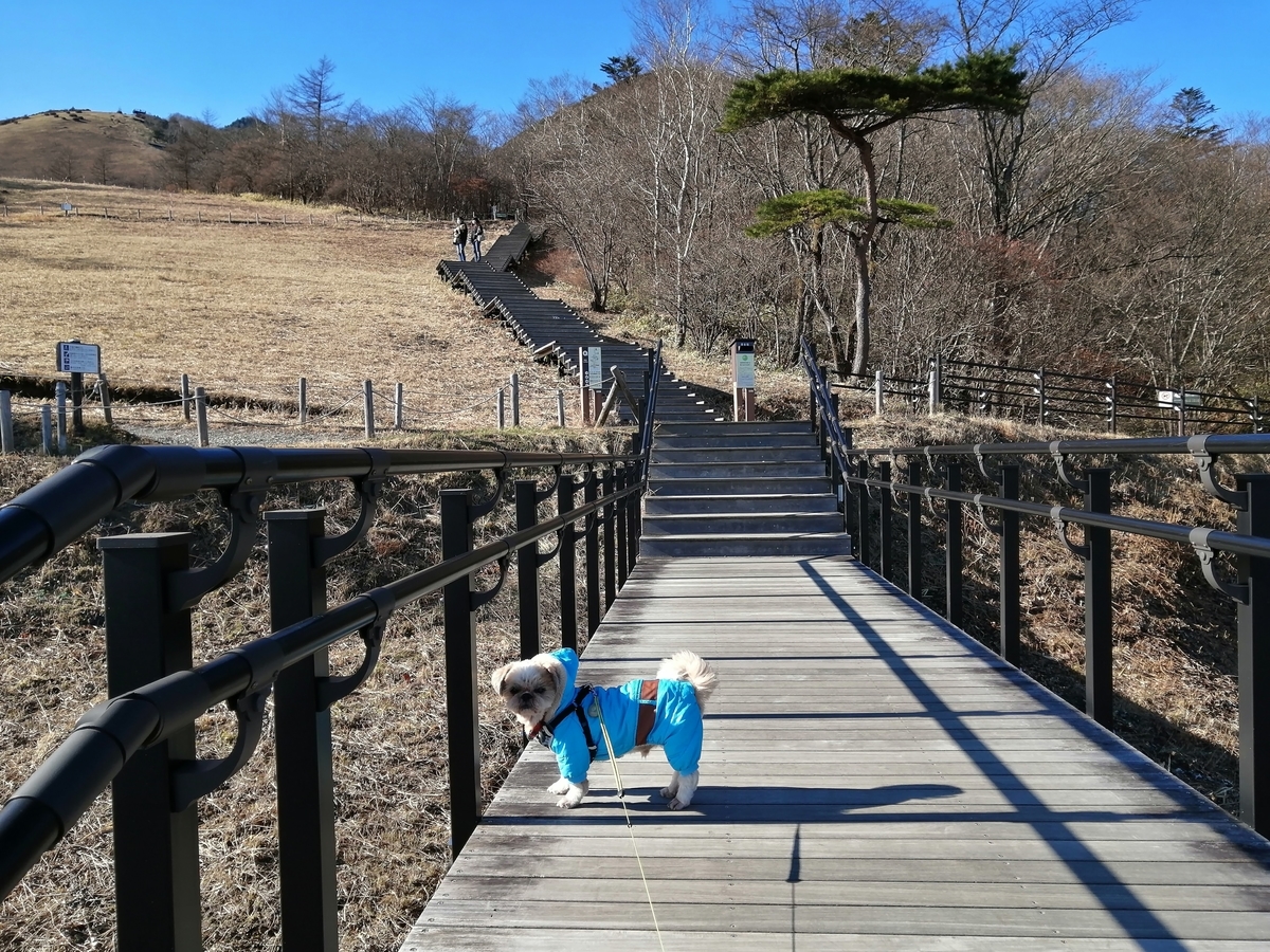 日光市霧降高原 キスゲ平園地 天空回廊 ペット