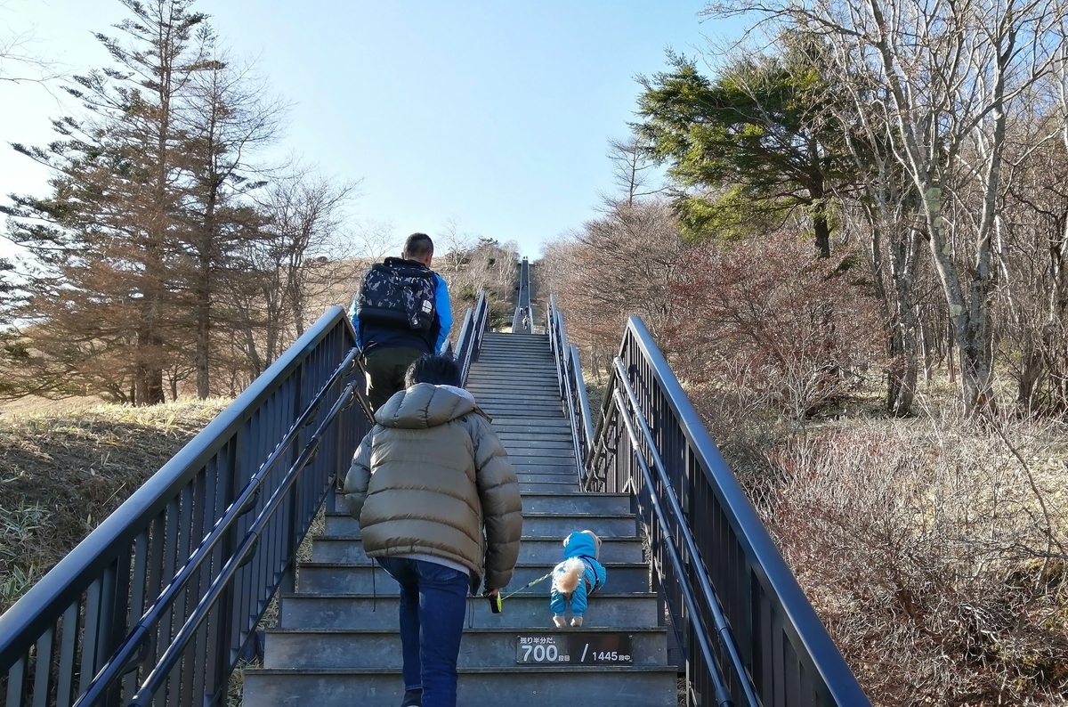 日光市霧降高原 キスゲ平園地 天空回廊 犬