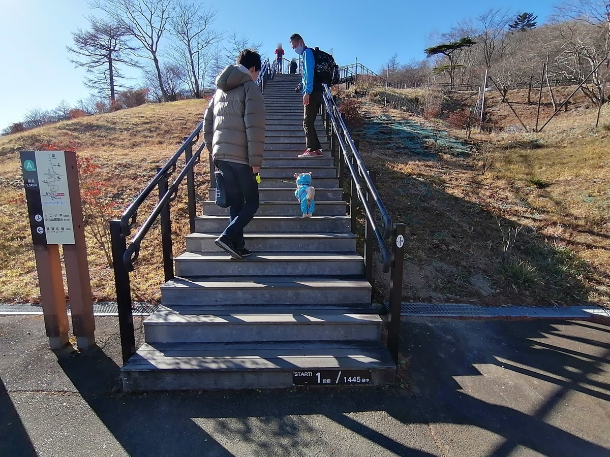 日光市霧降高原 キスゲ平園地 天空回廊 犬