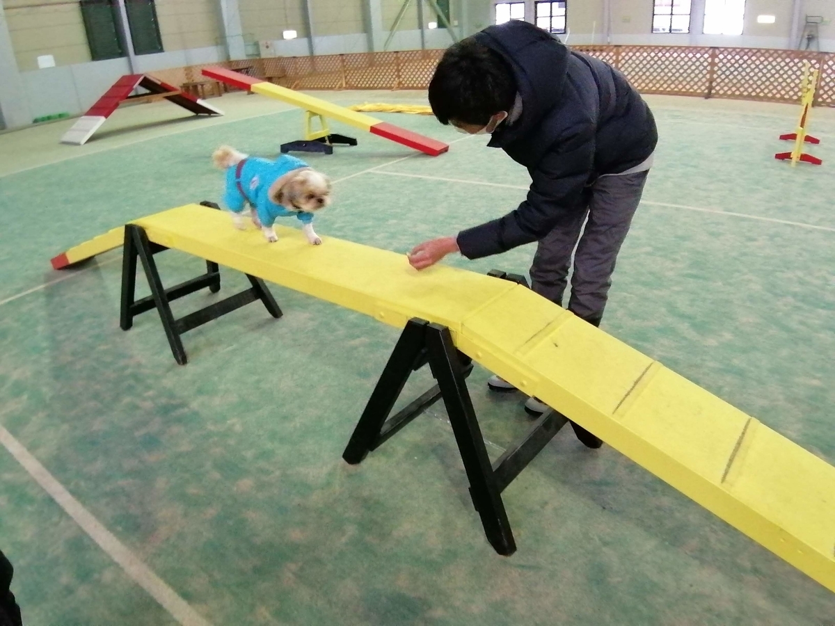 エンゼルフォレスト那須白河 キャンピングトレーラー 雪中キャンプ シーズー 室内ドッグラン