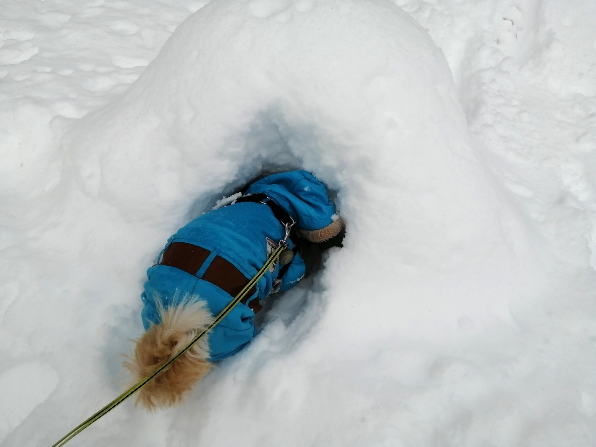 エンゼルフォレスト那須白河 キャンピングトレーラー 雪中キャンプ シーズー　かまくら